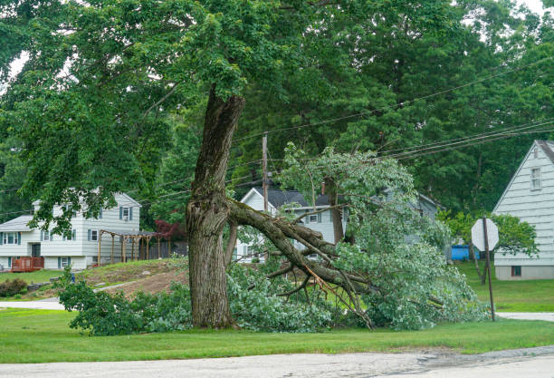 Professional  Tree Services in Bodega Bay, CA